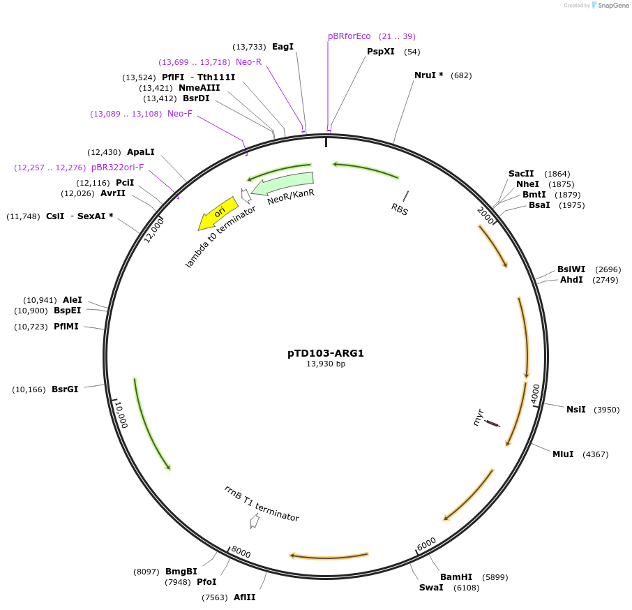106475-plasmid-map-sequence-id-467176