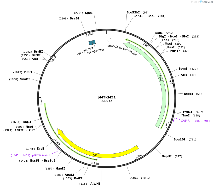 233503-plasmid-map-sequence-id-467225