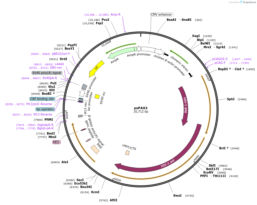 12260-plasmid-map-sequence-id-467229