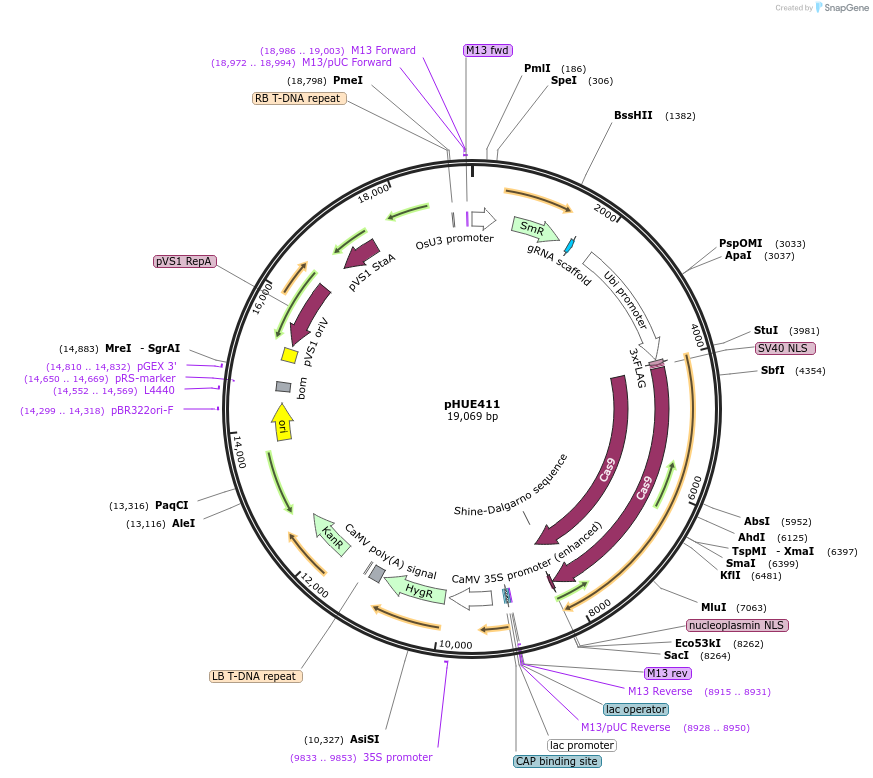 62203-plasmid-map-sequence-id-467234