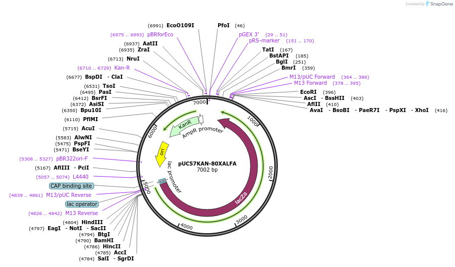 233124-plasmid-map-sequence-id-467243