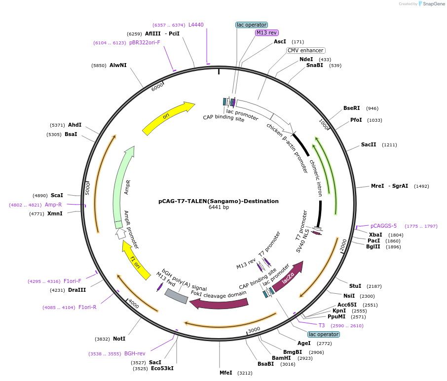 37184-plasmid-map-sequence-id-46727