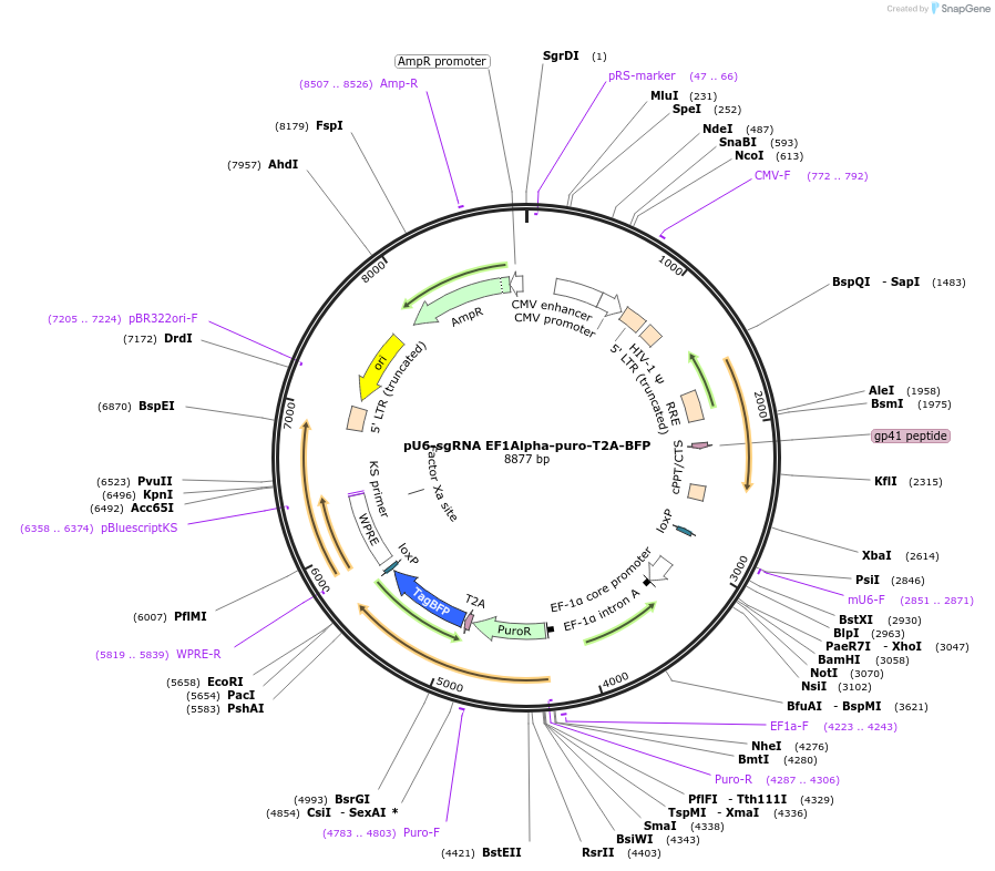 60955-plasmid-map-sequence-id-467280