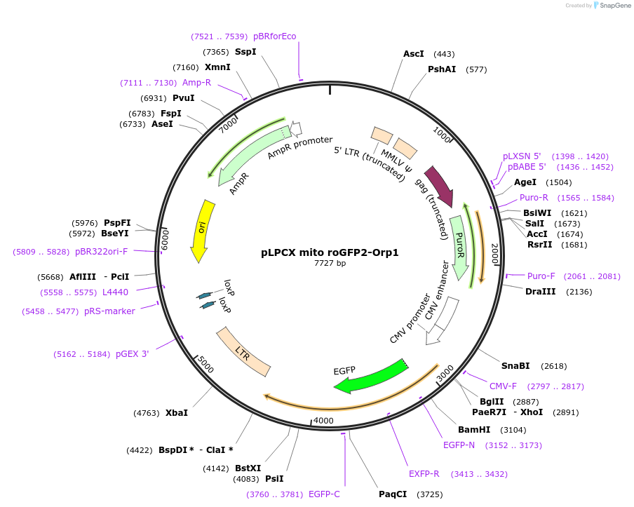 64992-plasmid-map-sequence-id-467300