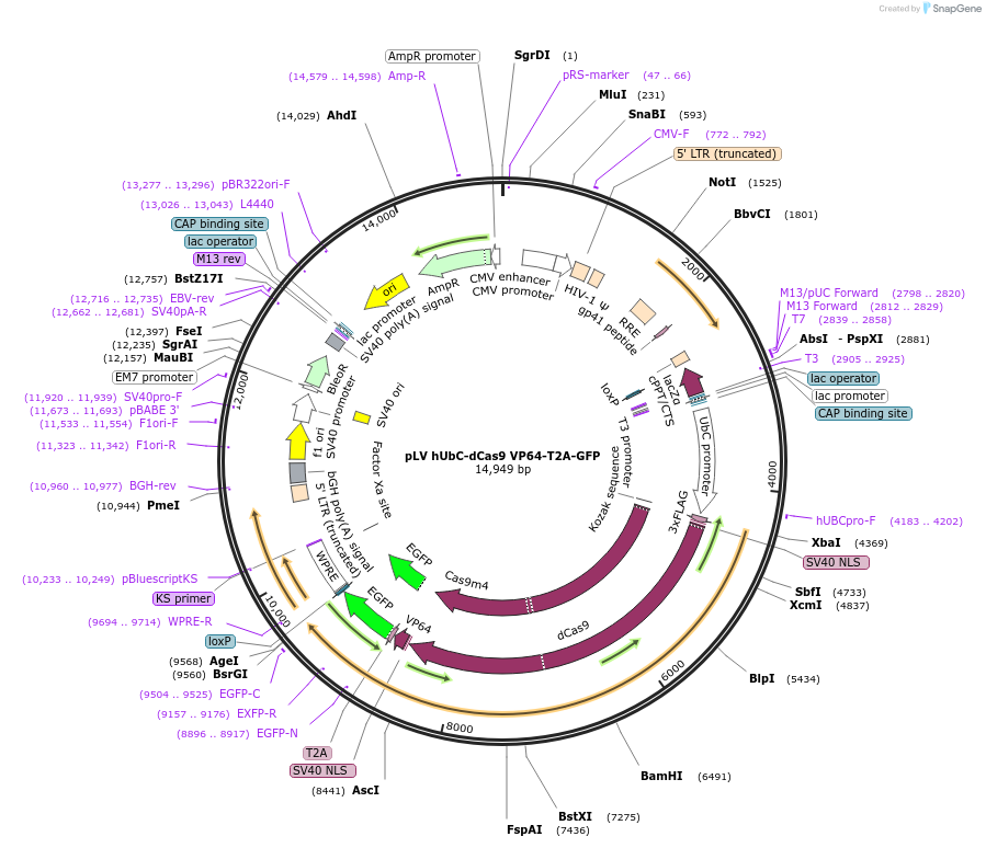 53192-plasmid-map-sequence-id-467311