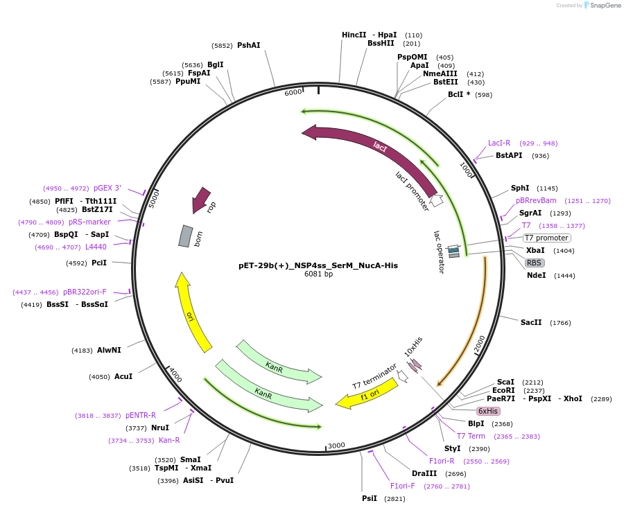 218190-plasmid-map-sequence-id-467313