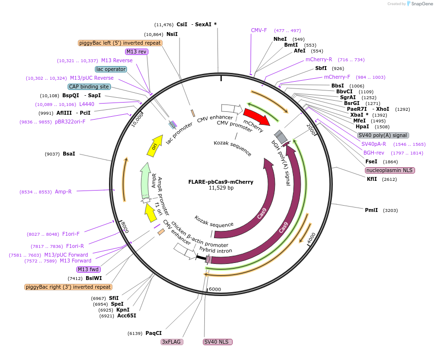 234494-plasmid-map-sequence-id-467316