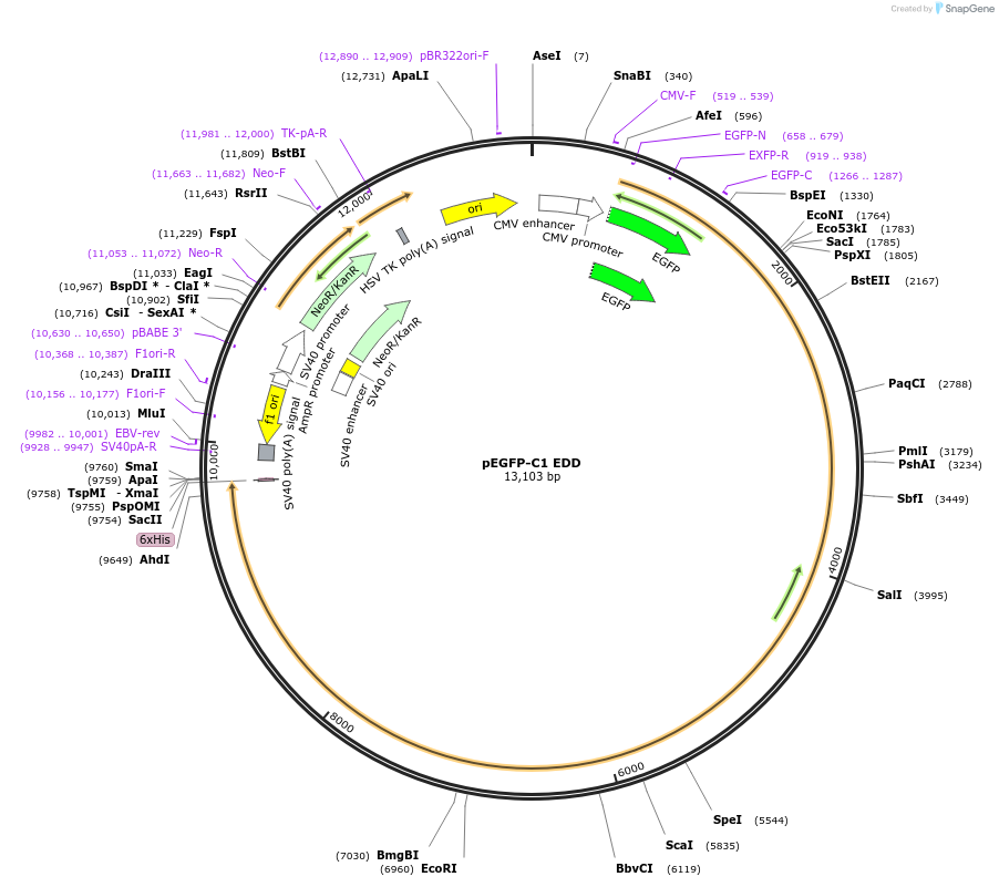 37190-plasmid-map-sequence-id-46739