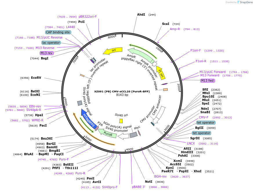 233434-plasmid-map-sequence-id-467420
