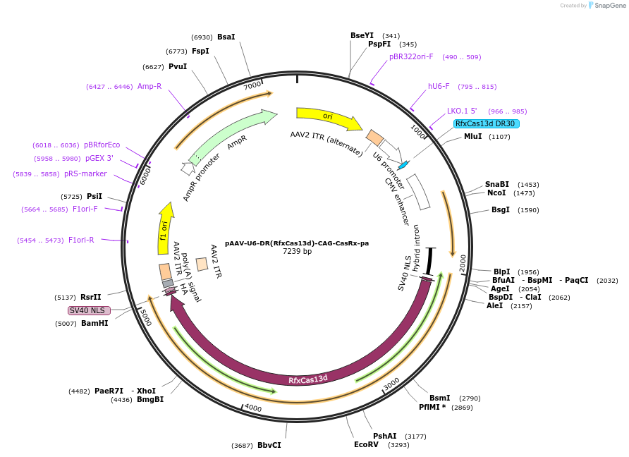 233035-plasmid-map-sequence-id-467423