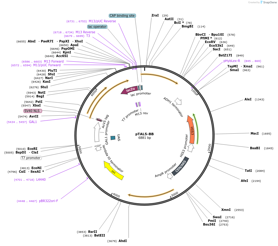 36033-plasmid-map-sequence-id-46743