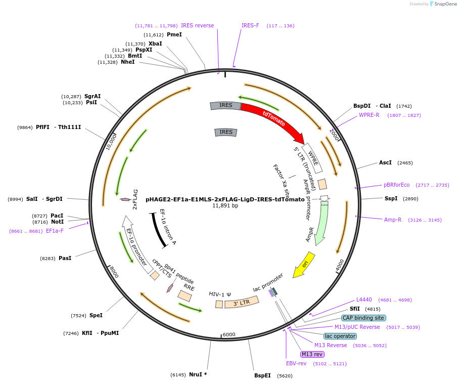 234951-plasmid-map-sequence-id-467430