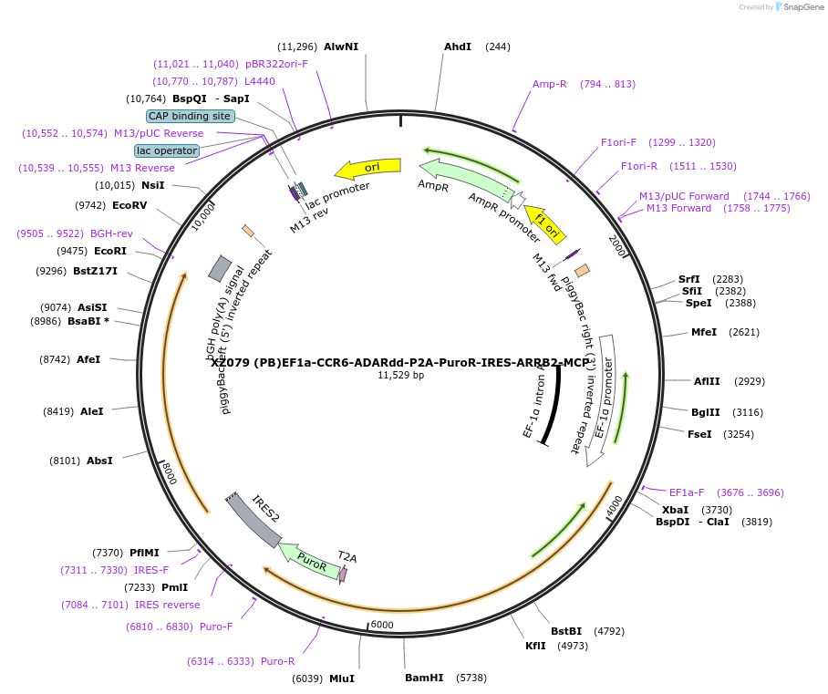 233435-plasmid-map-sequence-id-467441