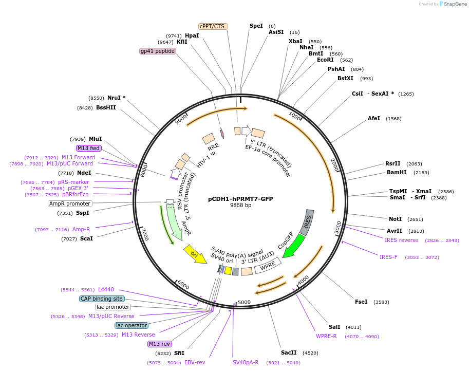87103-plasmid-map-sequence-id-467445