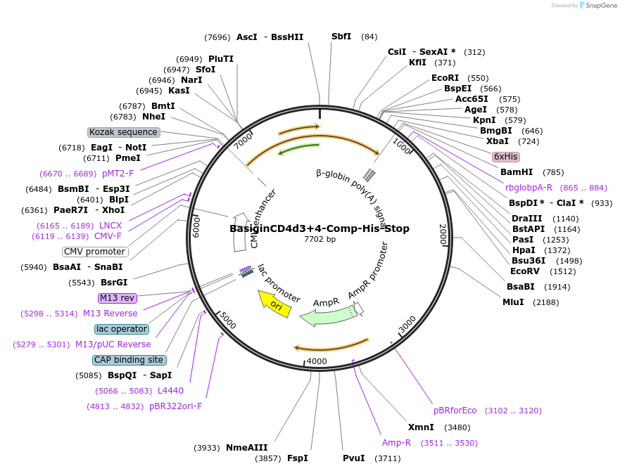 36147-plasmid-map-sequence-id-46745
