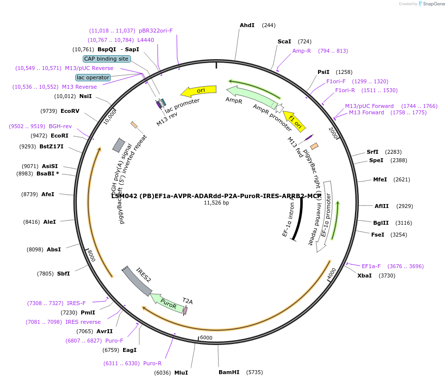 233426-plasmid-map-sequence-id-467481