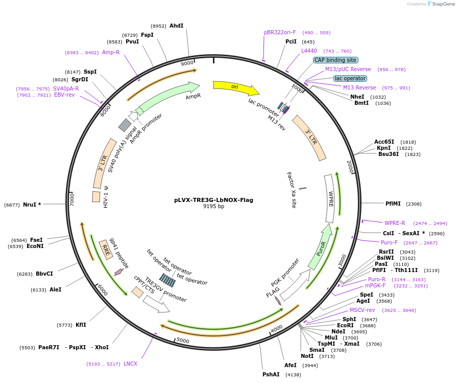 234980-plasmid-map-sequence-id-467486