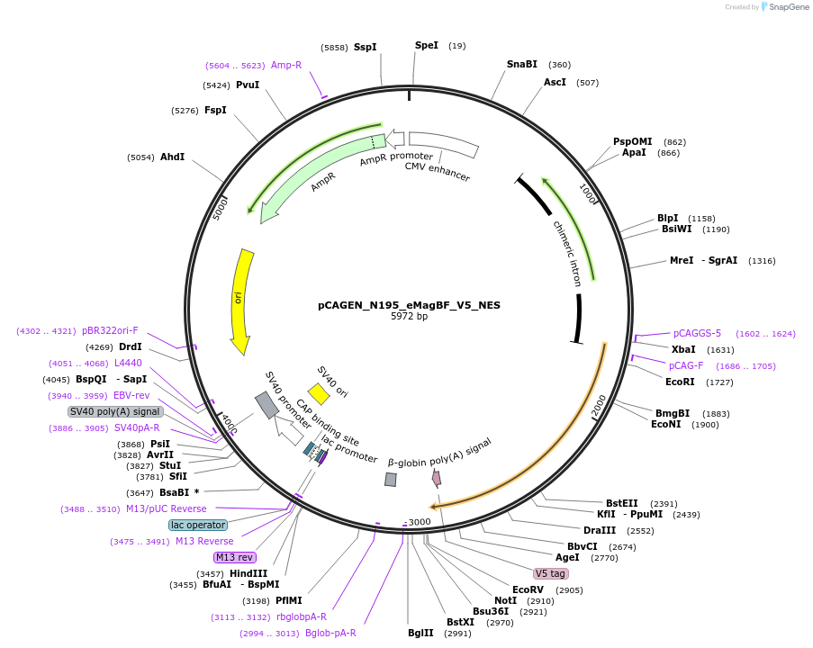 235624-plasmid-map-sequence-id-467501