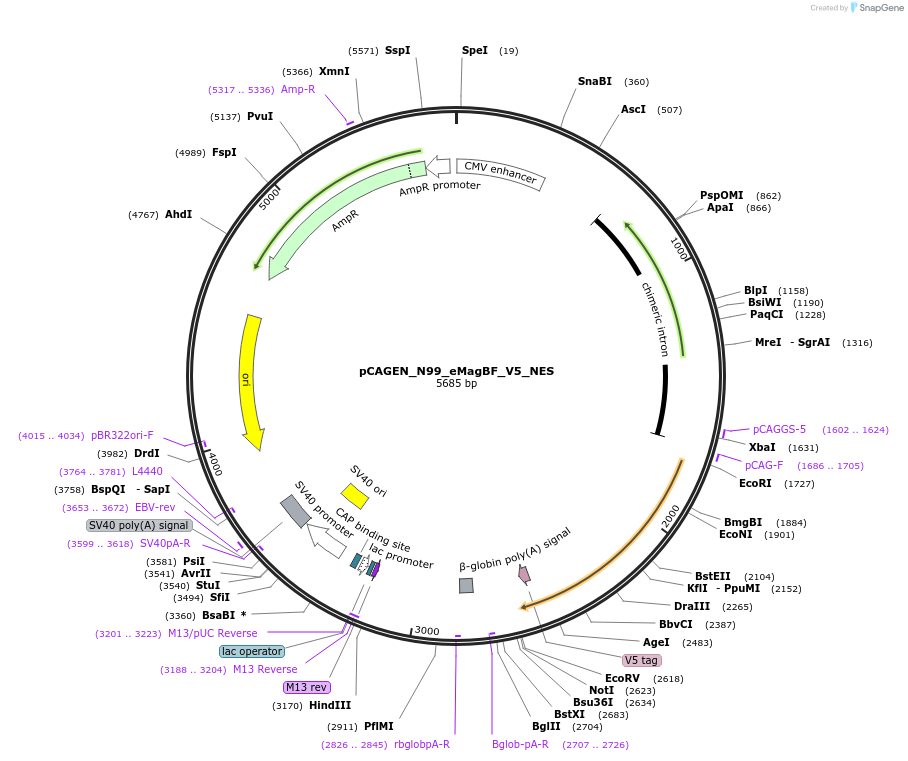 235618-plasmid-map-sequence-id-467502