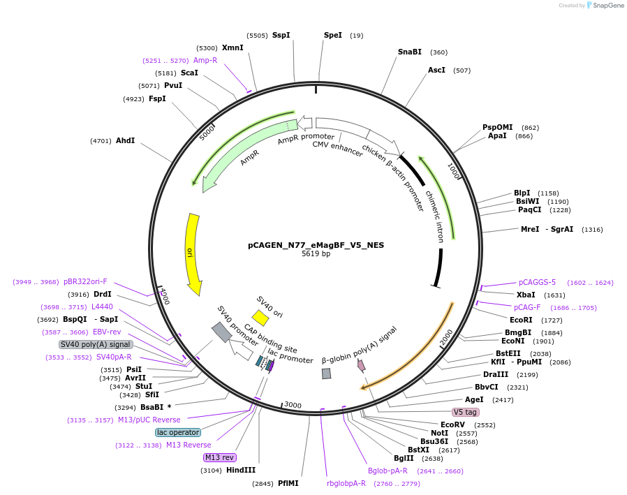 235616-plasmid-map-sequence-id-467504