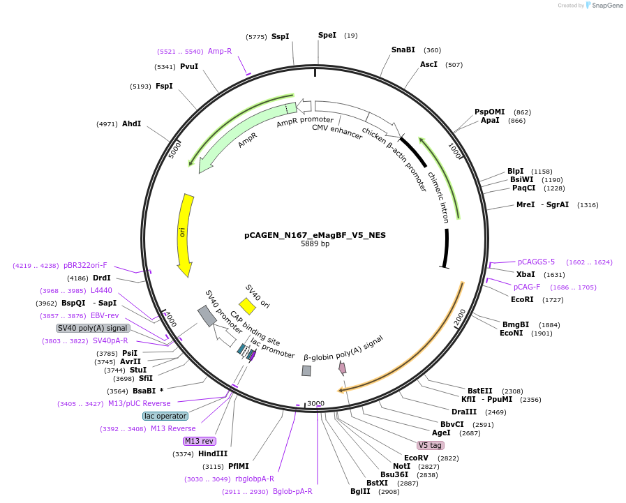 235622-plasmid-map-sequence-id-467505