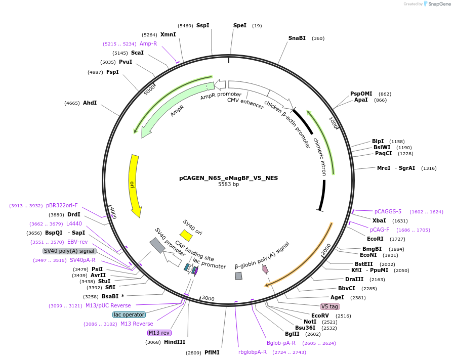 235612-plasmid-map-sequence-id-467506
