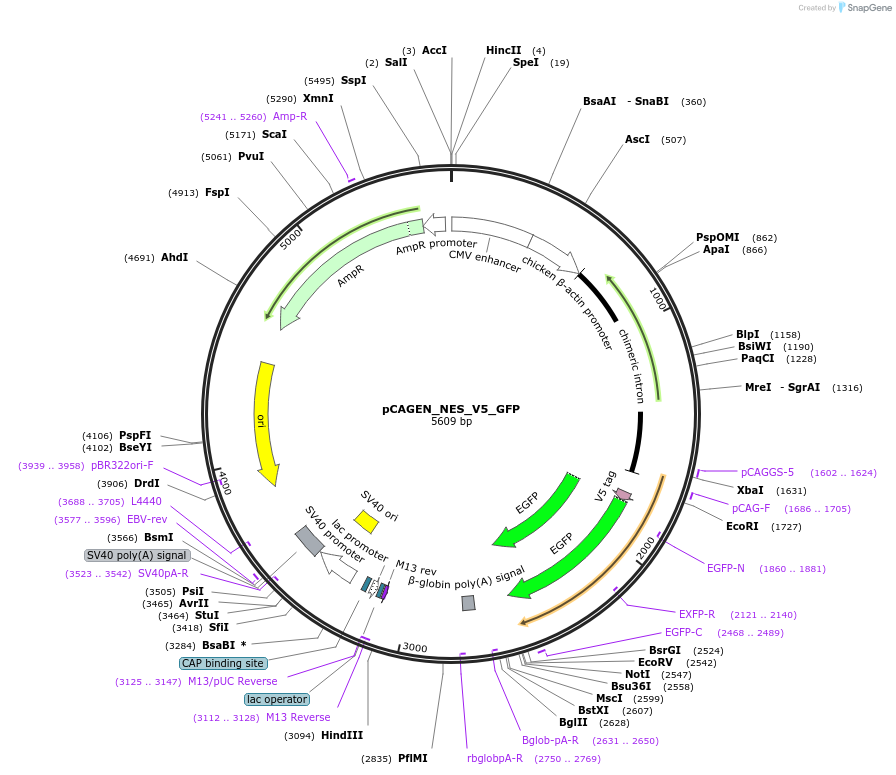 235632-plasmid-map-sequence-id-467509
