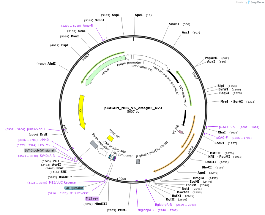 235635-plasmid-map-sequence-id-467511