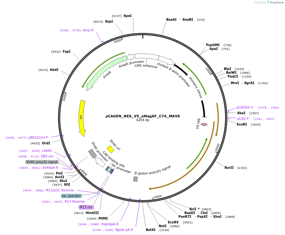 235638-plasmid-map-sequence-id-467513