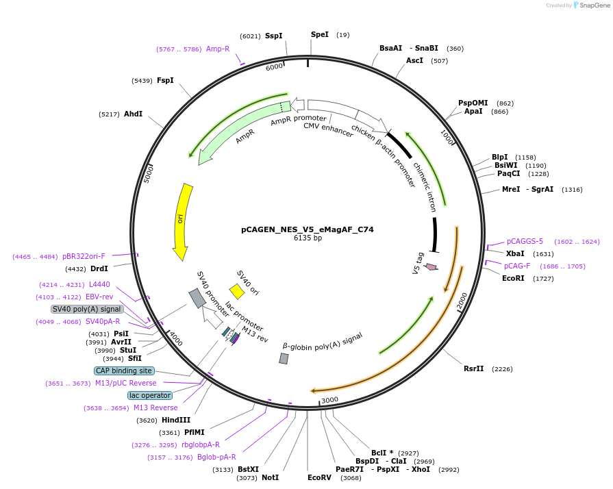 235615-plasmid-map-sequence-id-467514