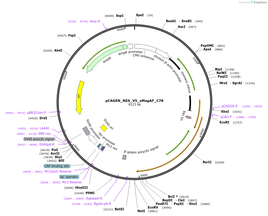 235617-plasmid-map-sequence-id-467515