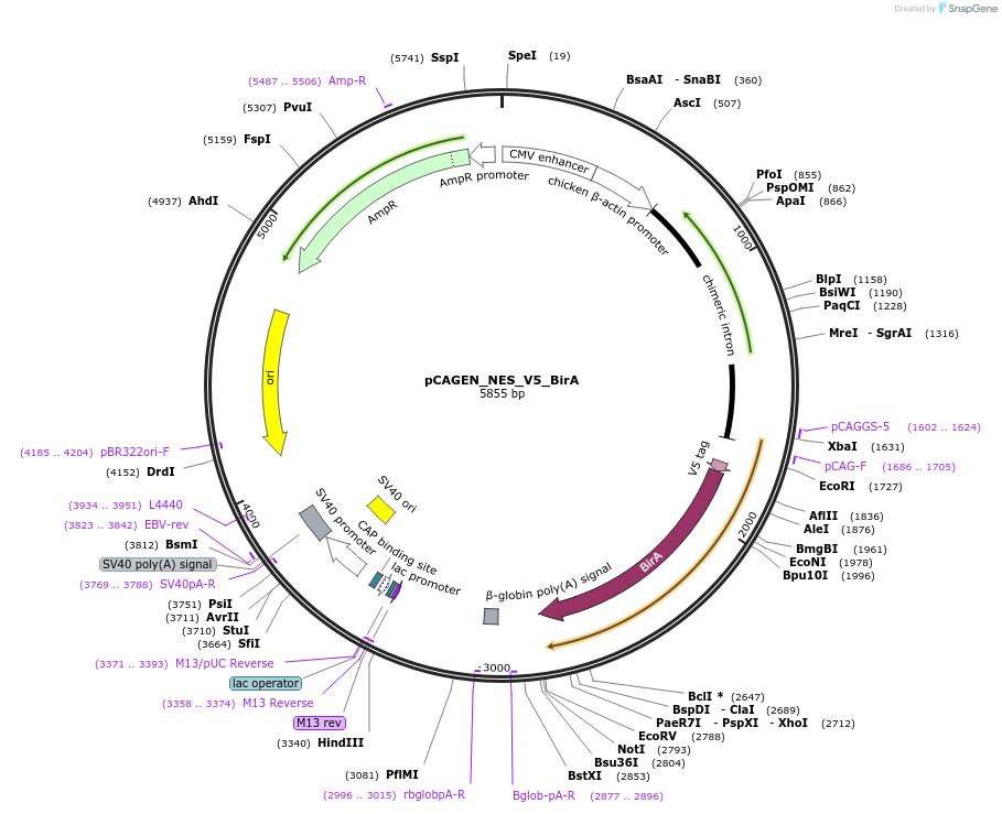 235634-plasmid-map-sequence-id-467516