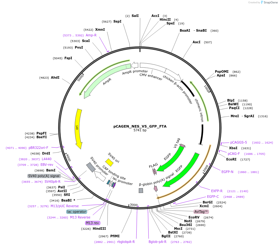 235633-plasmid-map-sequence-id-467518