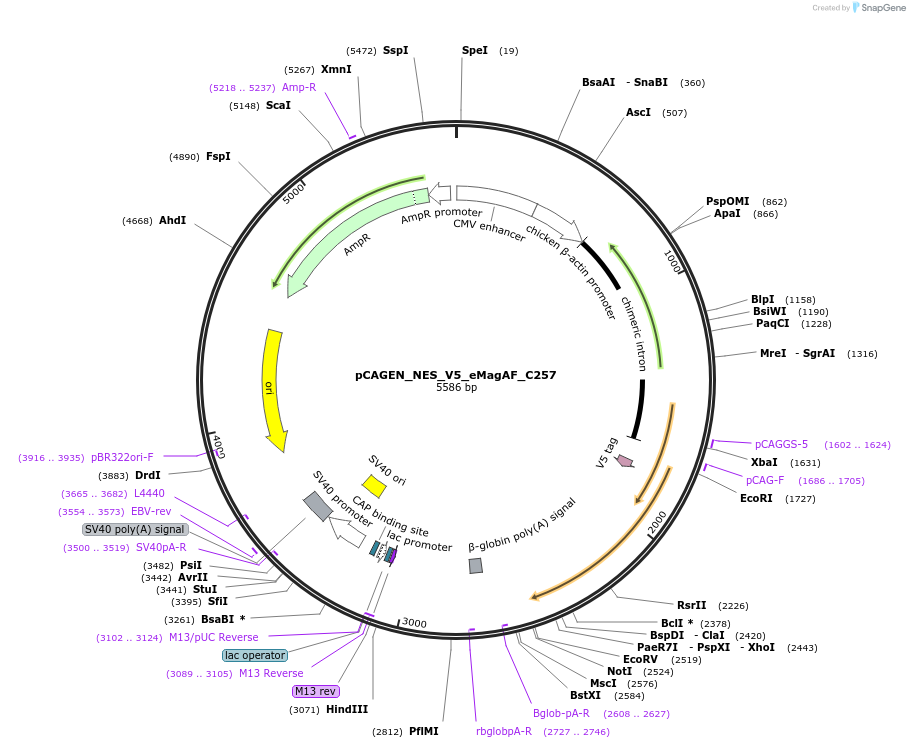 235631-plasmid-map-sequence-id-467520