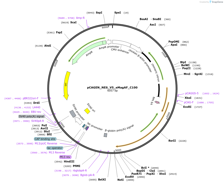235619-plasmid-map-sequence-id-467521