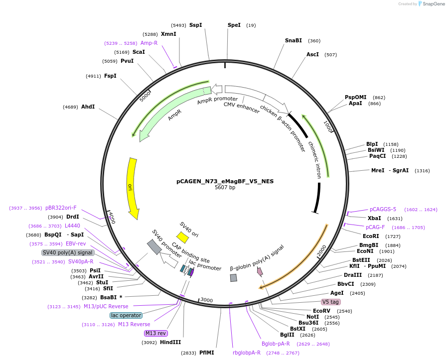 235614-plasmid-map-sequence-id-467523