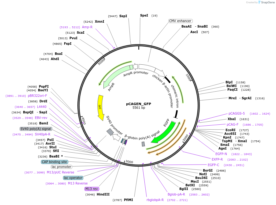 235611-plasmid-map-sequence-id-467524