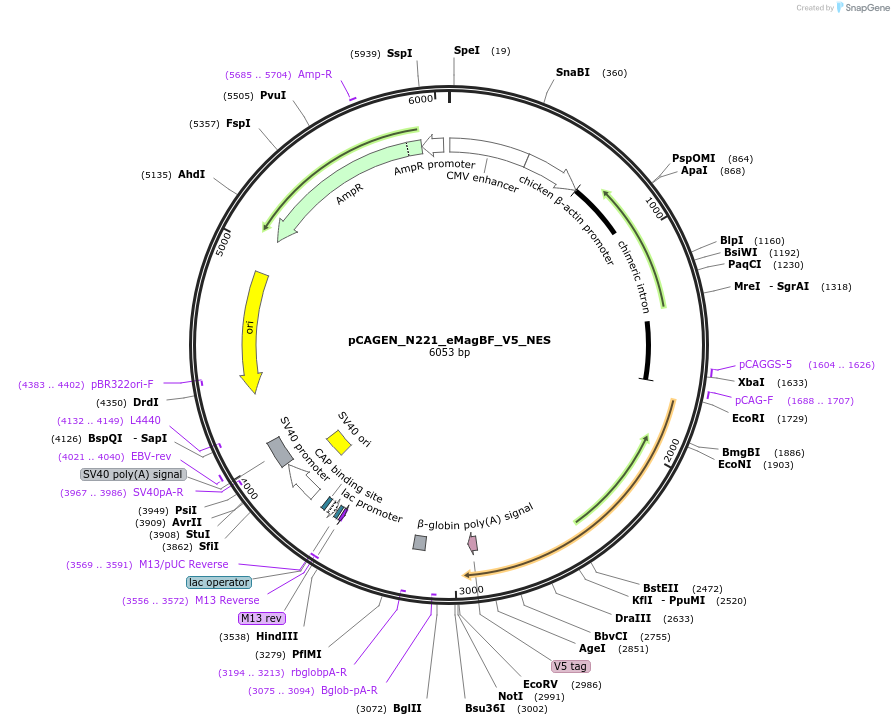 235626-plasmid-map-sequence-id-467527