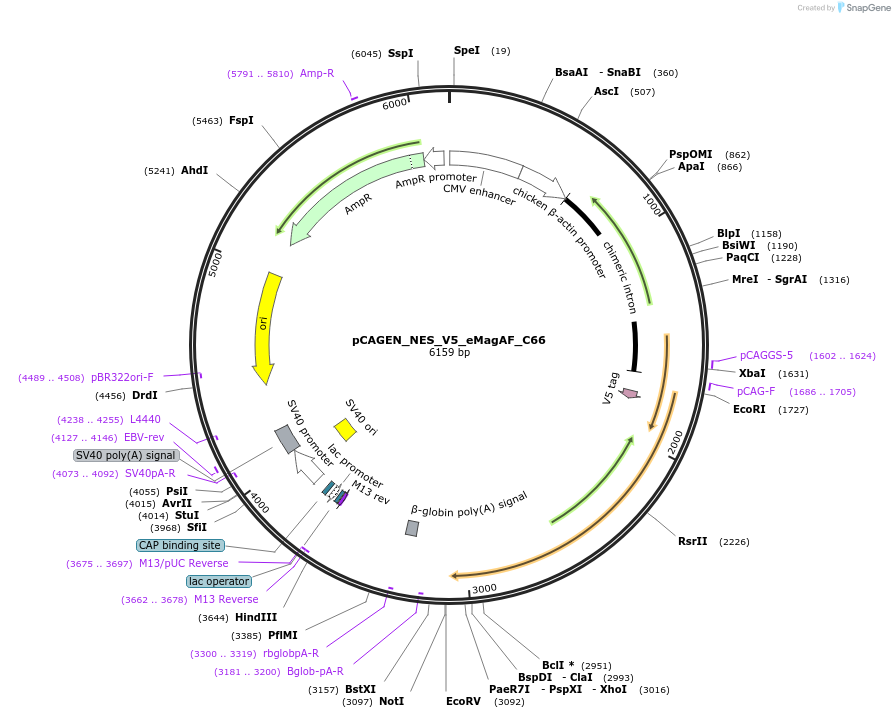 235613-plasmid-map-sequence-id-467528