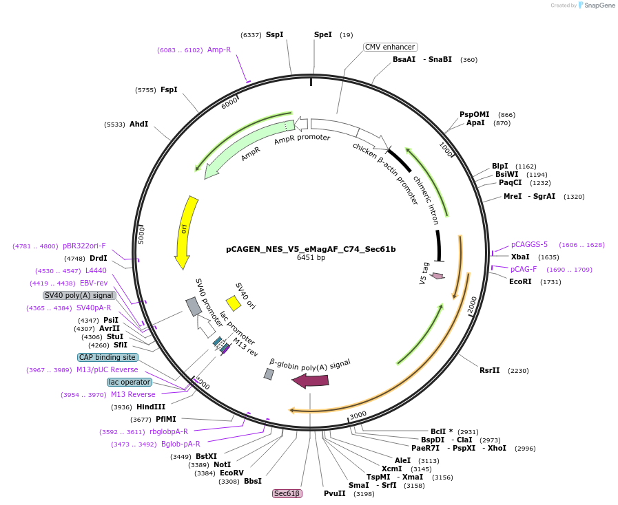 235637-plasmid-map-sequence-id-467535