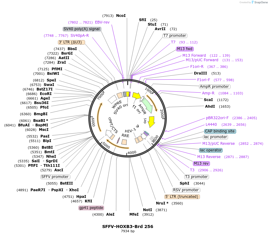 219199-plasmid-map-sequence-id-467536