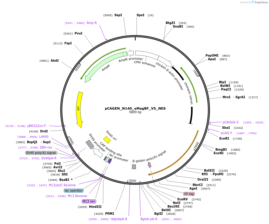 235620-plasmid-map-sequence-id-467537