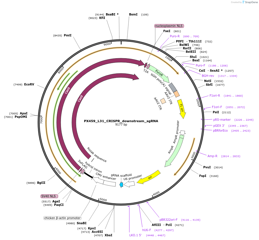 235610-plasmid-map-sequence-id-467542