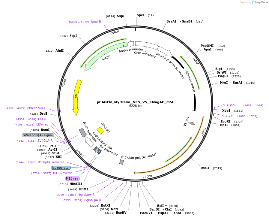 235639-plasmid-map-sequence-id-467543