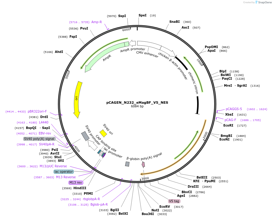 235628-plasmid-map-sequence-id-467546