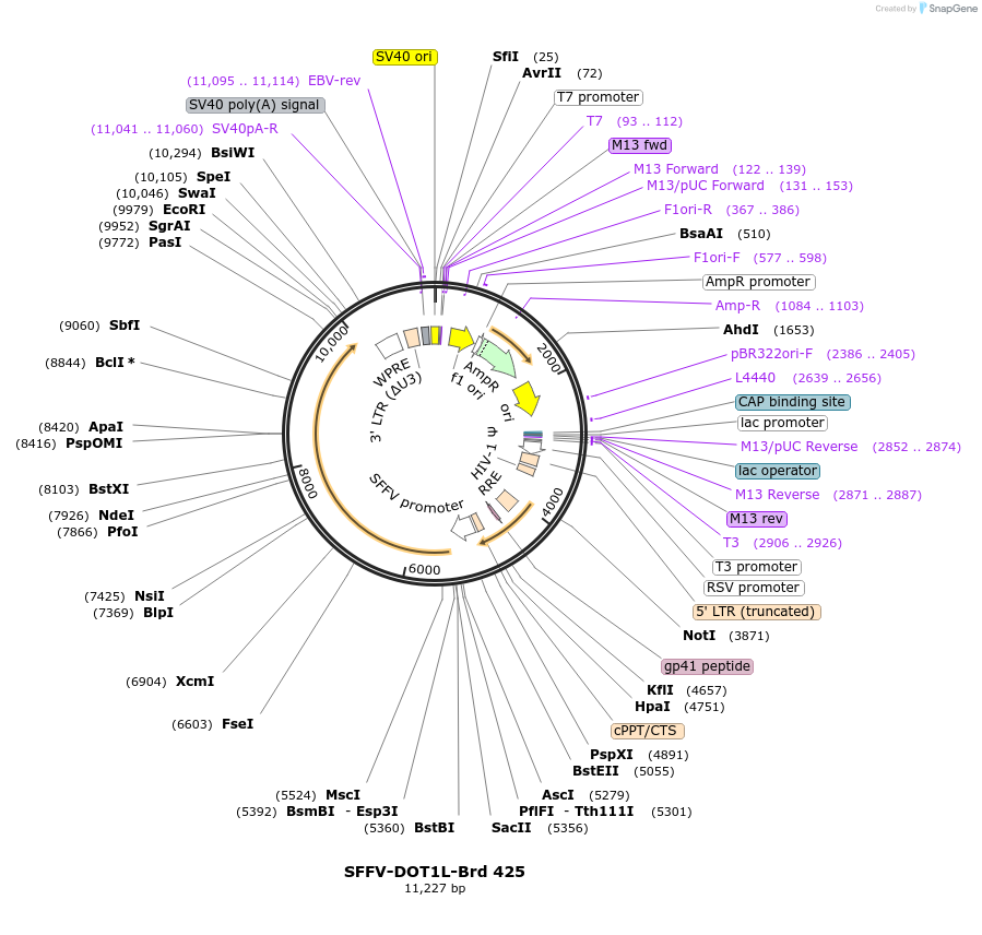 219341-plasmid-map-sequence-id-467548