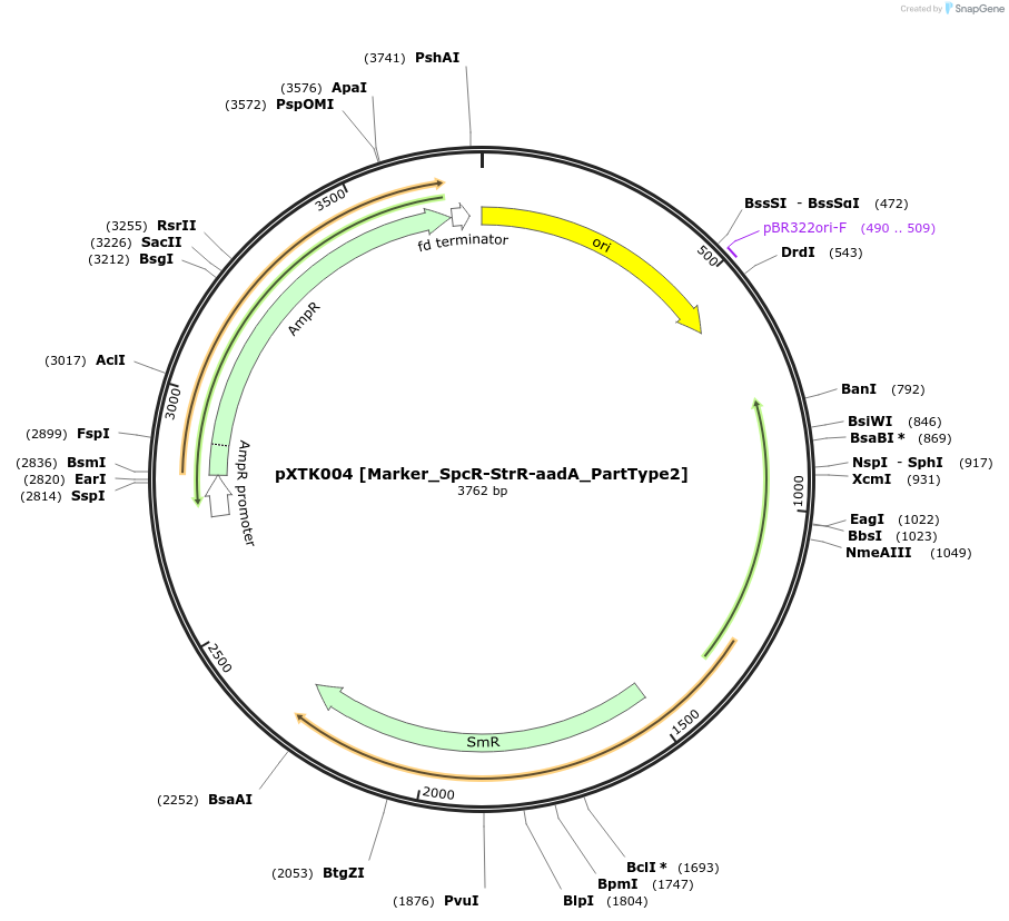 229241-plasmid-map-sequence-id-467552