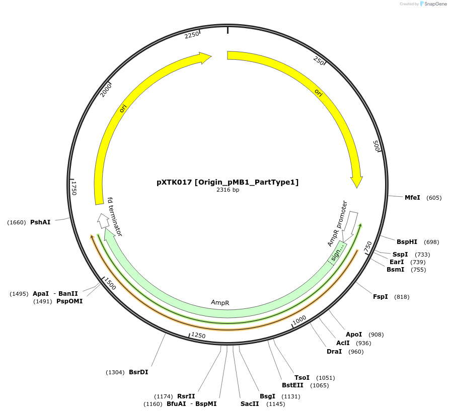 229254-plasmid-map-sequence-id-467559