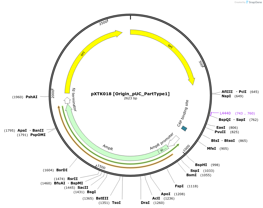 229255-plasmid-map-sequence-id-467560