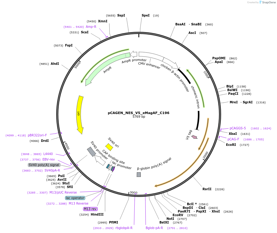 235625-plasmid-map-sequence-id-467572